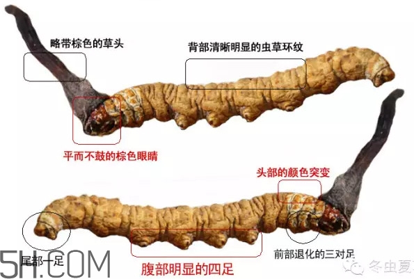 冬蟲夏草怎么保存？冬蟲夏草怎么挑選
