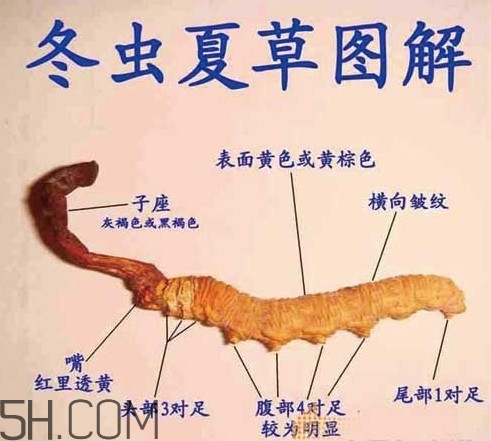 冬蟲夏草是動物還是植物？冬蟲夏草是藥食同源嗎