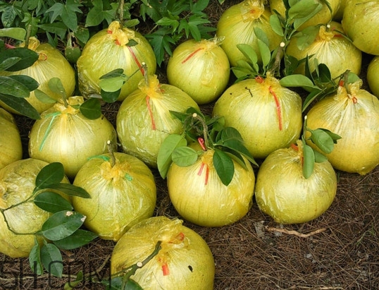 文旦上火嗎？文旦種植環(huán)境條件