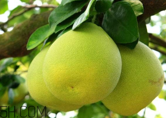 文旦上火嗎？文旦種植環(huán)境條件