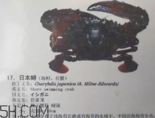 海虹蟹和梭子蟹哪個好？海虹蟹和梭子蟹的區(qū)別