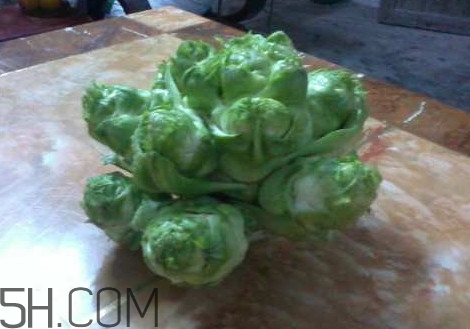 兒菜怎么吃？兒菜可不可以做泡菜