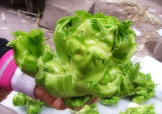兒菜怎么種？兒菜怎么腌制