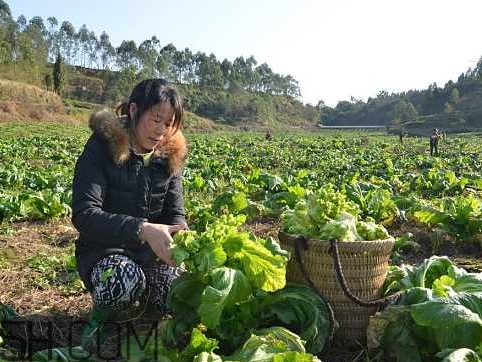 兒菜怎么種？兒菜怎么腌制