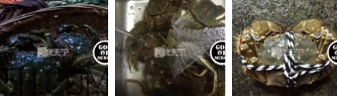 菜蟹是什么蟹？菜蟹的營(yíng)養(yǎng)價(jià)值與功效