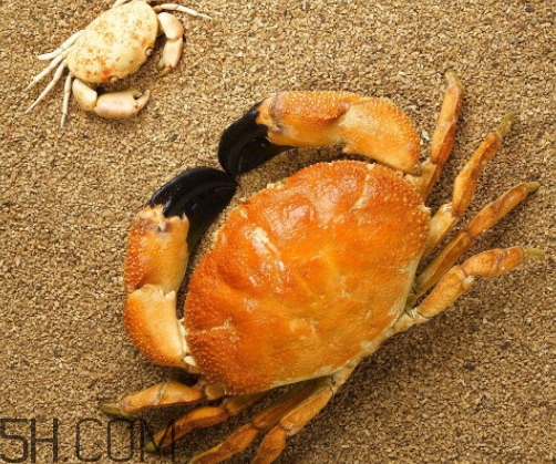 菜蟹是什么蟹？菜蟹的營(yíng)養(yǎng)價(jià)值與功效