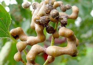 雞爪梨解酒是真的嗎？雞爪梨種下幾年能開花結(jié)果