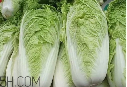 大白菜什么時(shí)候種最合適？大白菜怎么做好吃
