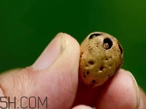 南酸棗可以泡酒嗎？南酸棗果核有什么功效
