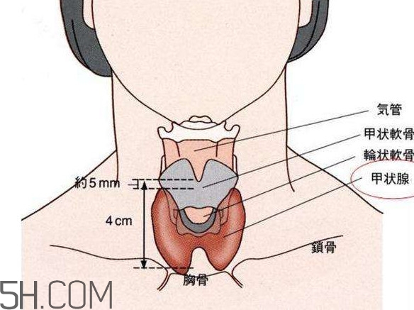 甲狀腺結(jié)節(jié)掛什么科？甲狀腺結(jié)節(jié)可以懷孕嗎