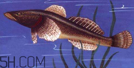 松江鱸魚多少錢一斤？松江鱸魚的松江在哪里