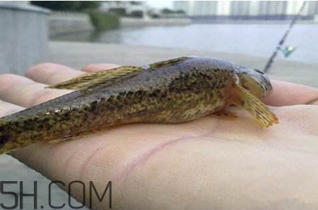 松江鱸魚能長多大？塘鱧魚和松江鱸魚有什么區(qū)別