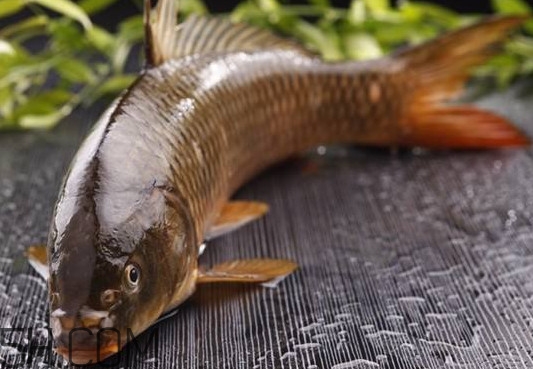 野生黃河鯉魚多少錢一斤？黃河鯉魚有幾根須
