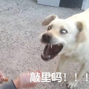 敲里lailai是什么意思？敲里lailai表情包無(wú)水印