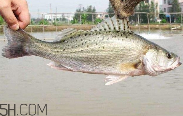 鱸魚有什么功效？鱸魚怎么養(yǎng)才不愛死