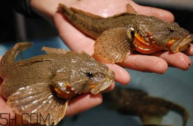 松江鱸魚多少錢一斤？松江鱸魚的松江在哪里