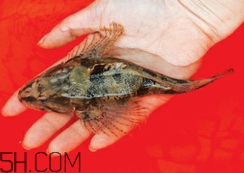 松江鱸魚怎么做？松江鱸魚養(yǎng)殖技術(shù)