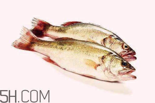 鱸魚有什么功效？鱸魚怎么養(yǎng)才不愛死