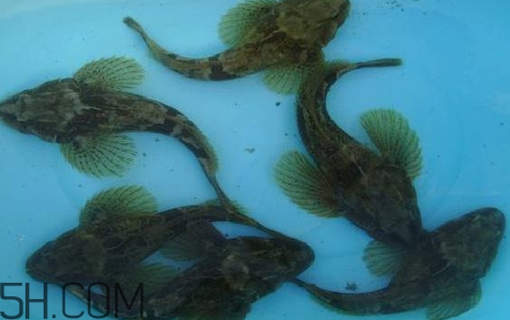 松江鱸魚怎么做？松江鱸魚養(yǎng)殖技術(shù)