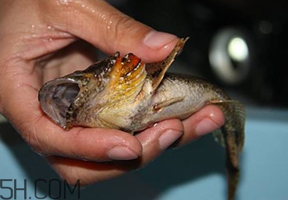 松江鱸魚產(chǎn)地在松江嗎？松江鱸魚是保護(hù)動(dòng)物嗎