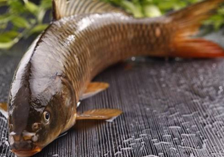 野生黃河鯉魚(yú)多少錢(qián)一斤？黃河鯉魚(yú)有幾根須