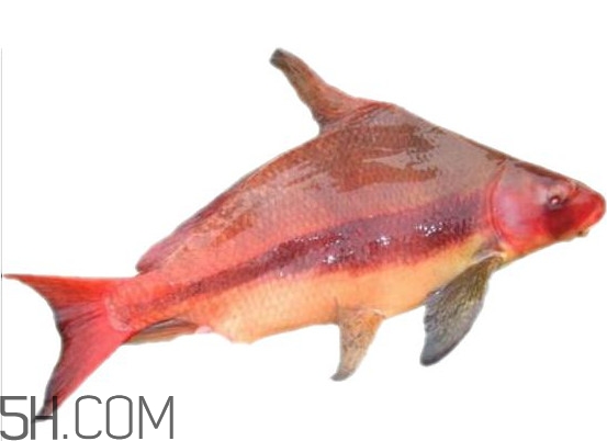 胭脂魚是什么魚？胭脂魚是保護(hù)動物嗎