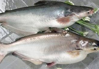 巴沙魚(yú)可以生吃嗎？巴沙魚(yú)的功效與作用