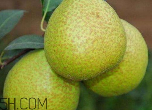 為什么萊陽(yáng)梨好吃？萊陽(yáng)梨的功效與作用