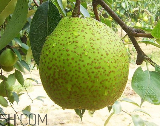 為什么萊陽(yáng)梨好吃？萊陽(yáng)梨的功效與作用