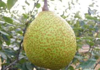 萊陽梨是哪里的？萊陽梨是什么梨