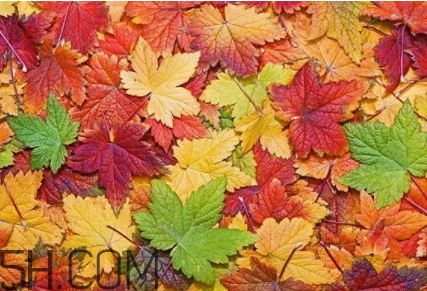 楓糖色口紅是什么顏色？楓糖色口紅試色