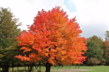 楓糖色口紅適合什么人？楓糖色口紅適合什么膚色