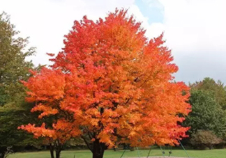 楓糖色口紅哪個牌子好？楓糖色口紅推薦