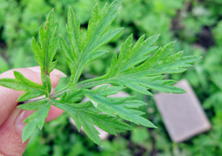 艾葉草洗澡有什么好處？怎么挑選艾葉草？