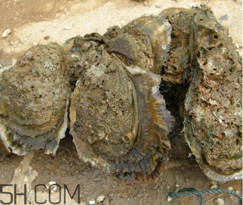 吃生蠔應(yīng)該注意哪些事項？生蠔與牡蠣的區(qū)別