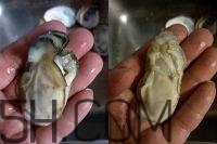 吃生蠔應(yīng)該注意哪些事項？生蠔與牡蠣的區(qū)別
