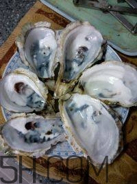 吃生蠔應(yīng)該注意哪些事項？生蠔與牡蠣的區(qū)別