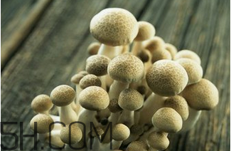 如何判斷生蠔烤熟沒有？生蠔可以和蘑菇一起吃嗎？