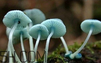 如何判斷生蠔烤熟沒有？生蠔可以和蘑菇一起吃嗎？