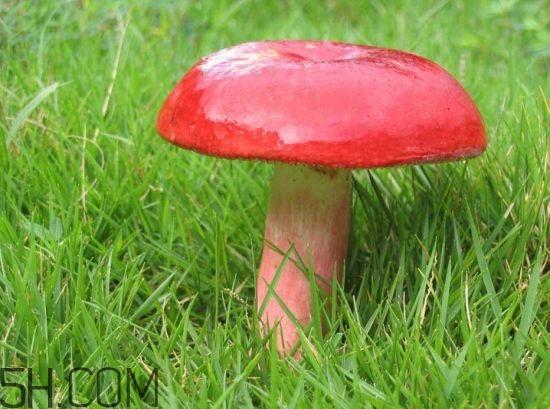 如何鑒別紅菇？紅菇的做法有哪些？