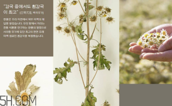 韓律護(hù)膚品怎么樣？韓律全系列介紹