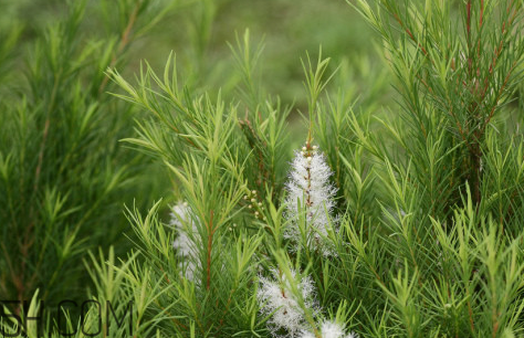茶樹(shù)精油可以直接涂在臉上嗎？茶樹(shù)精油的功效與作用？