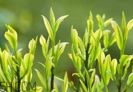 茶樹(shù)精油可以直接涂在臉上嗎？茶樹(shù)精油的功效與作用？