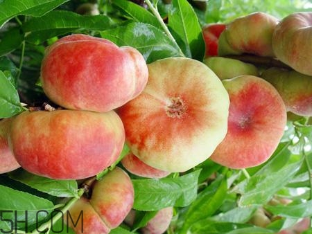 蟠桃的營(yíng)養(yǎng)價(jià)值有哪些？蟠桃的吃法有哪些？