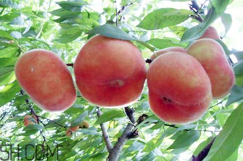 蟠桃的營(yíng)養(yǎng)價(jià)值有哪些？蟠桃的吃法有哪些？