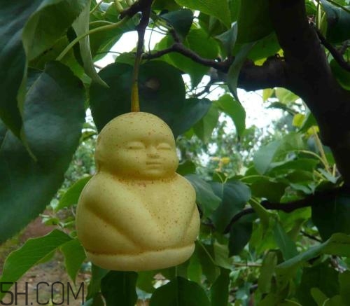 女人吃人參果有哪些好處？人參果的營養(yǎng)價值是什么？