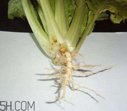 香菜根煮水怎么煮？香菜根煮水喝幾天見效？