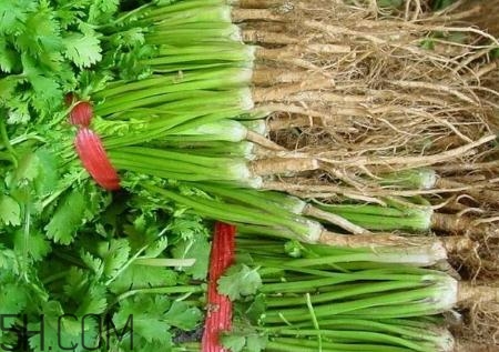 香菜根煮水能治濕疹嗎？香菜根煮水孕婦能喝嗎？