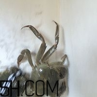 冬天可以吃大閘蟹嗎？冬天怎么吃大閘蟹？