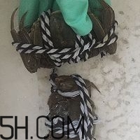 冬天可以吃大閘蟹嗎？冬天怎么吃大閘蟹？